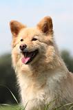 CHIEN FINNOIS DE LAPONIE 670